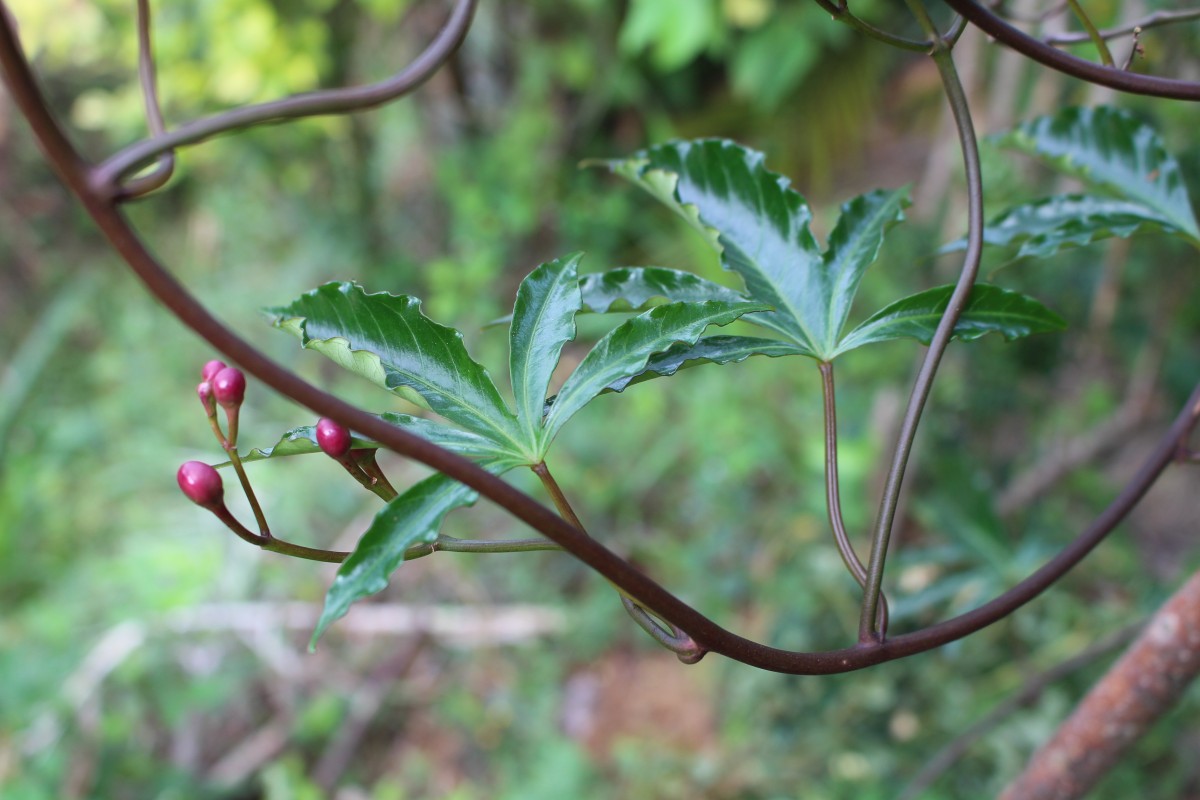 Ipomoea horsfalliae Hook.